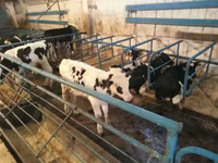 Bulle, Holstein-Rasse — Foto 4