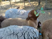 公羊, Sheep — 照片 4