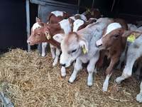 公牛, Simmental cattle — 照片 3