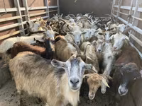 母羊, Sheep — 照片 3