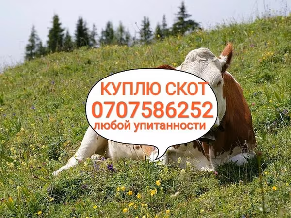 Cattle