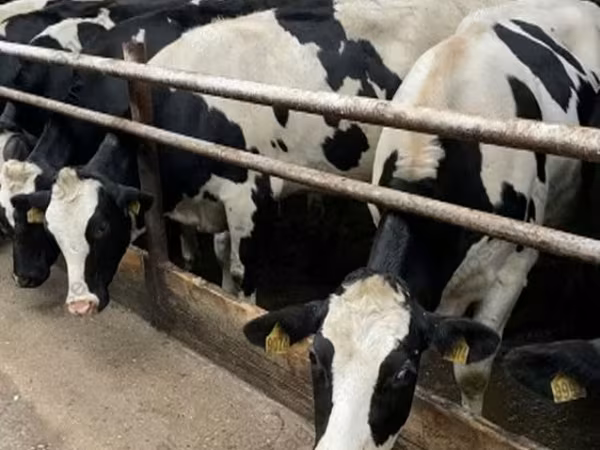 母牛, Holstein breed