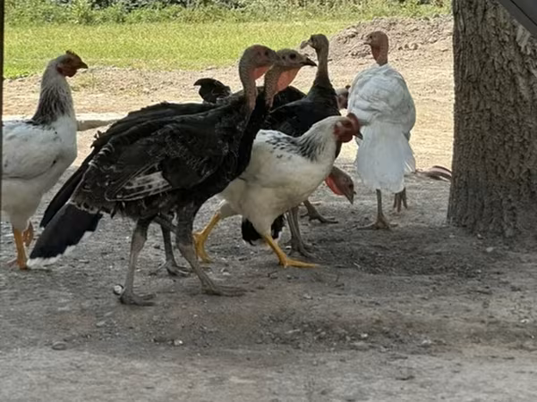 Turkeys — Kyrgyzstan