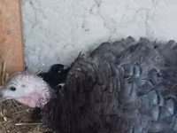 Turkeys — Foto 3