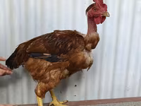 Chickens — 照片 3