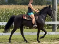 母马, Przewalski's horse — 照片 7