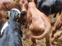 सांड, लिमोज़िन गाय — फ़ोटो 4
