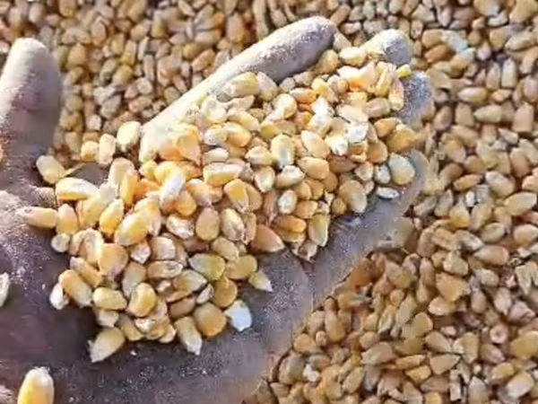 Куплю Кукурузу сухую