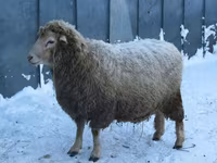 Ram, Sheep — photo 5