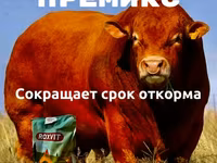 Для быстрого откорма КРС и МРС — Foto 1