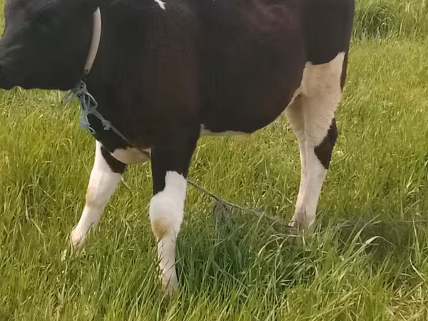 公牛, Holstein breed