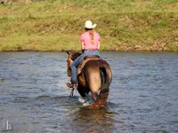 Caballo, Quarter Horse — foto 8
