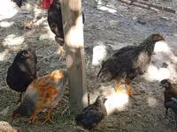 Chickens — Foto 3