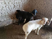 公羊, Sheep — 照片 1