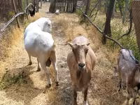 Billy Goat, LaMancha goats — photo 5