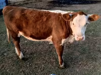 Toro, Swiss cattle — foto 4