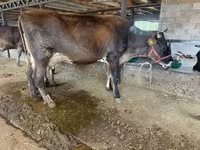 بقرة, Swiss cattle — الصورة 7
