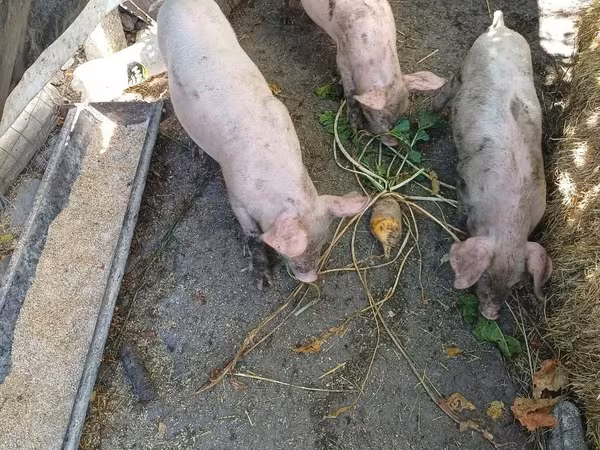 母猪, Pigs