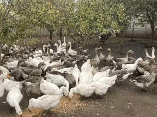 Geese — 俄罗斯