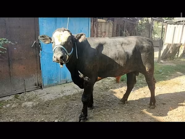 公牛, Aberdeen-Angus — 吉尔吉斯斯坦