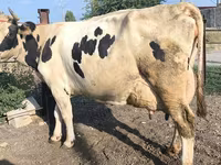 Kuh, Swiss cattle — Foto 6