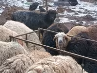 公羊, Hissar sheep — 照片 4