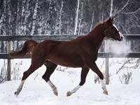 母马, American shetland pony — 照片 5