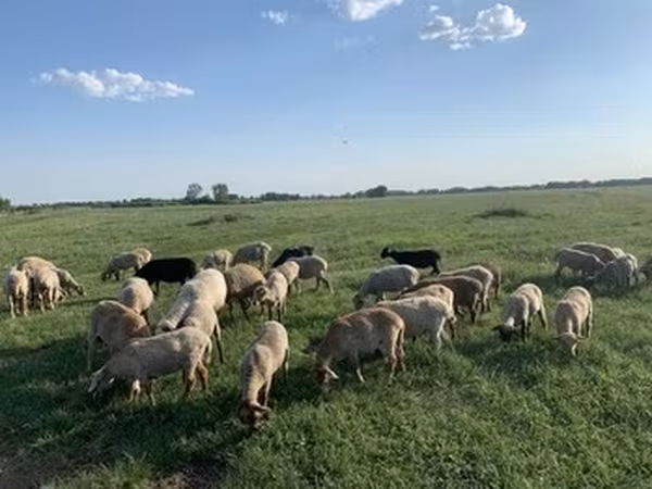 Kuibyshev sheep