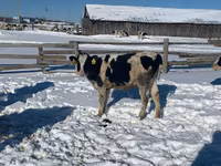 母牛, Russian Black pied cattle — 照片 2