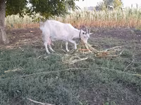 母山羊, Goats — 照片 2