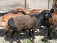 Ram, Sheep — photo 4