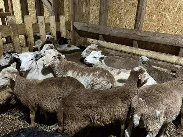 公羊, Katum sheep