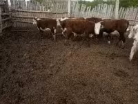 母牛, Cattle — 照片 2