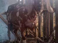 बकरा, Nubian Goat — फ़ोटो 4