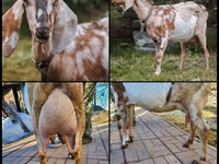 Goat, Nubian Goat — photo 1