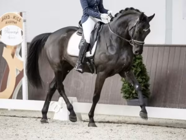 公马, Horses