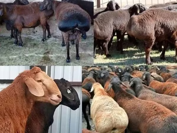 公羊, Sheep