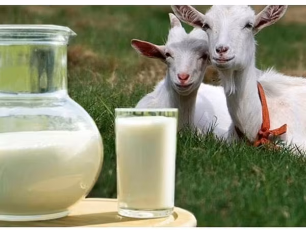Козье молоко — натуральный фермерский продукт - Свежевыдоенное козье