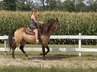 Caballo, Rocky Mountain Horse — foto 5