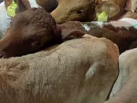 公牛, Limousin cow — 照片 3