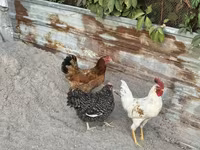 Chickens — photo 3