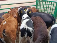 母牛, Limousin cow — 照片 4