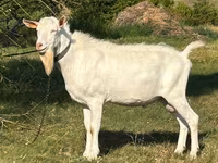 Cabro, Saanen goat — foto 1