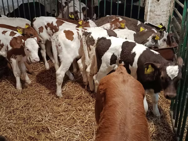 母牛, Limousin cow