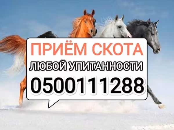 Caballos