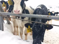 Bull, Holstein breed — photo 3