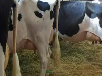 母牛, Swiss cattle — 照片 2