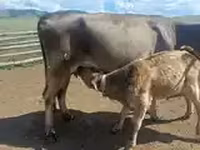 Cow, Cattle — photo 2