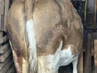 母牛, Cattle — 照片 2