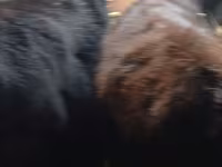 公牛, Aberdeen-Angus — 照片 7